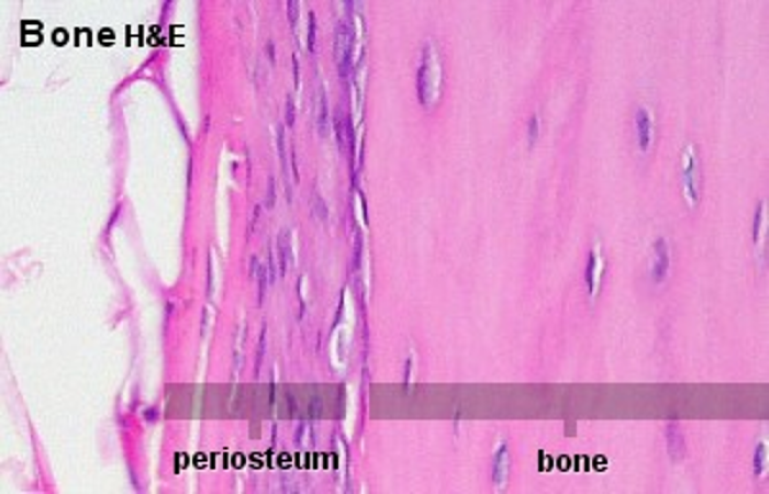 histology of periosteum adjacent to underlying bone
