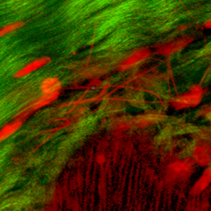 histology of the periosteum showing collagen fibers regenerative cells