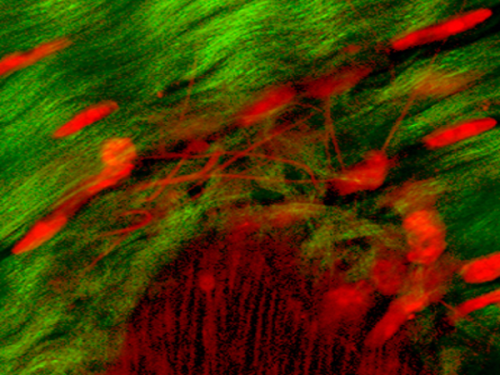 histology of periosteum showing collagen fibers regenerative cells