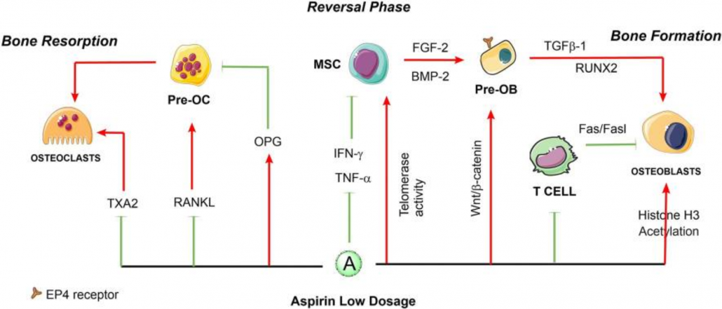 Low Dose Aspirin Stimulates Osteoblasts and Inhibits Osteoclasts