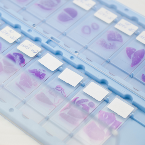 Allograft vs SteinerBio in a Histopathological Critical Size Defect, Non-Clinical GLP Study