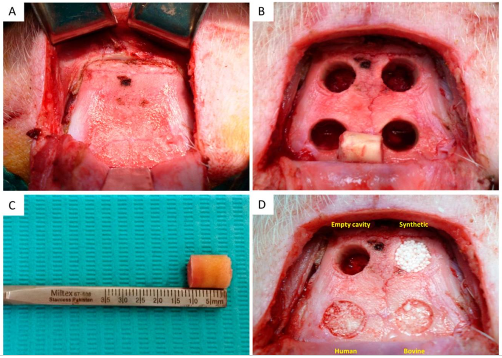 3 graft materials implanted in pig skull